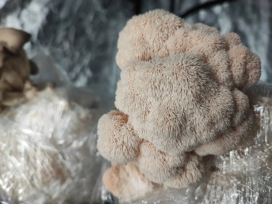 Tinktur - Lions Mane