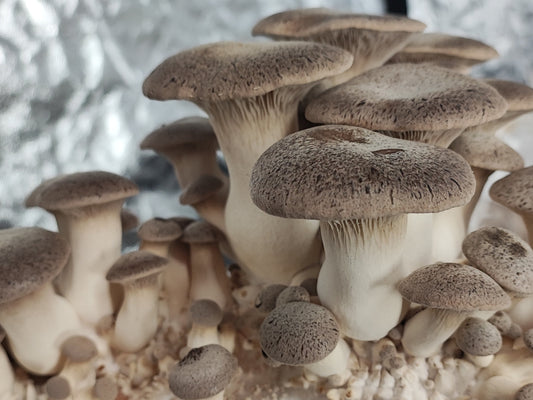 Torkad Svamp - "Black Pearl" King-Oyster