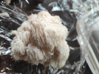 Tinktur - Lions Mane